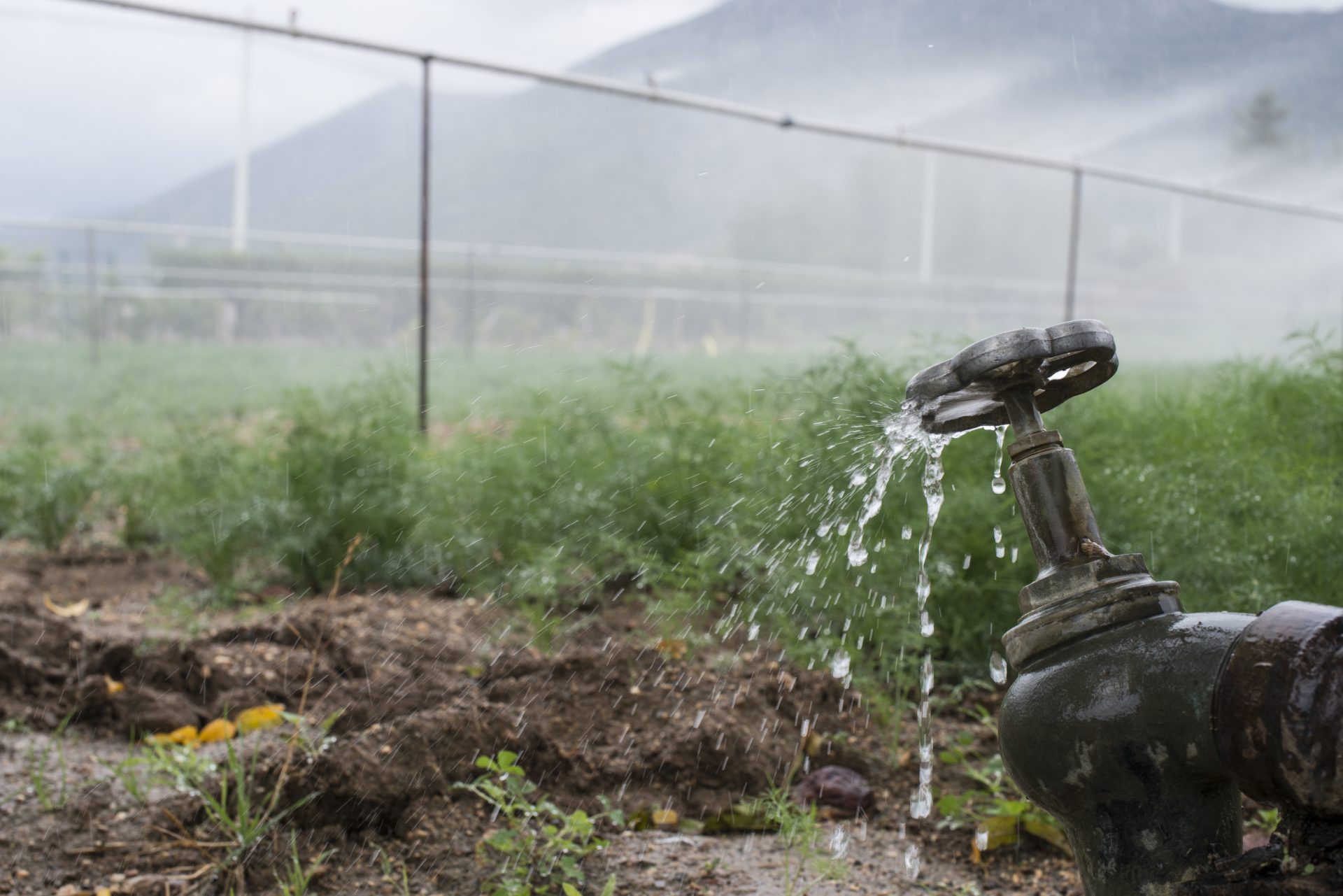 pipes and tap water for watering plants 2023 11 27 05 11 02 utc
