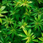 shrubs of marijuana cannabis at dawn video with o 2023 11 27 05 30 39 utc