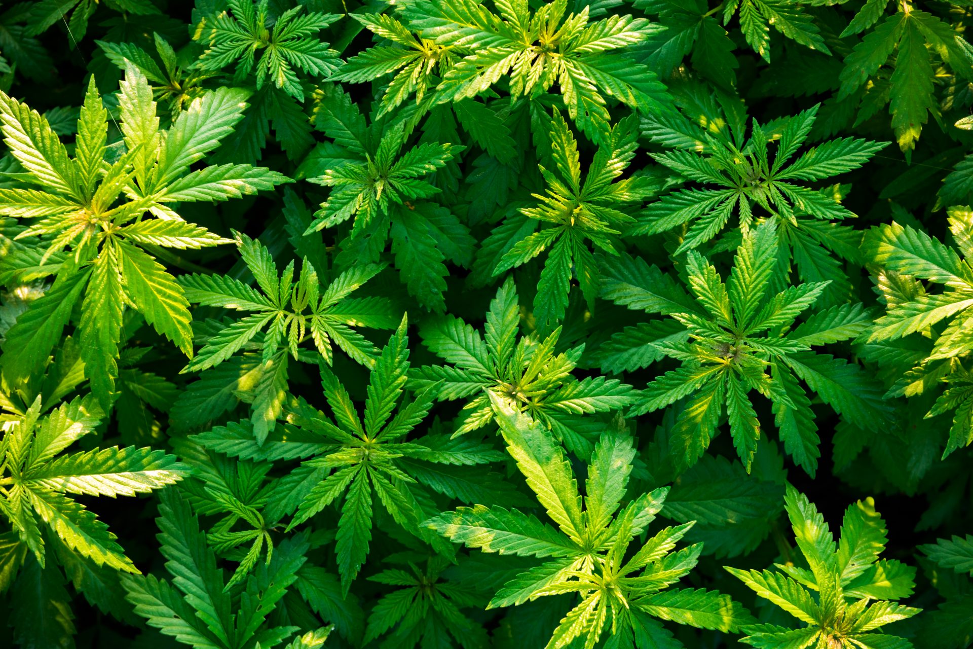 shrubs of marijuana cannabis at dawn video with o 2023 11 27 05 30 39 utc