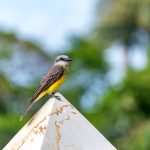 tropical kingbird in colombia 2023 11 27 05 24 57 utc