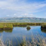 wetlands in south san francisco bay 2023 11 27 05 21 22 utc