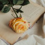 yellow red rose on the book aesthetics of roses 2023 11 27 04 53 08 utc