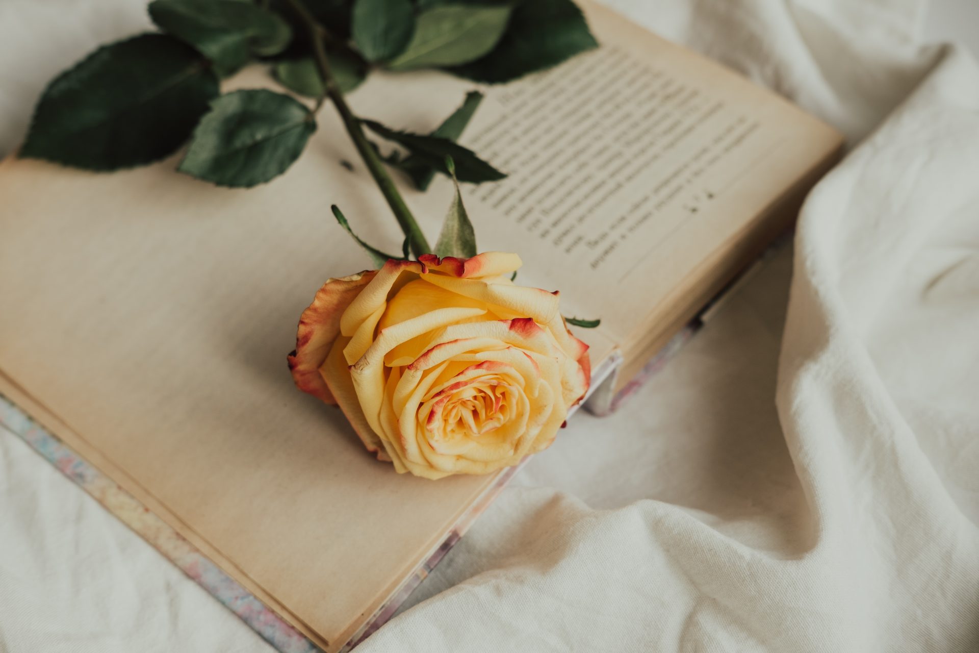 yellow red rose on the book aesthetics of roses 2023 11 27 04 53 08 utc