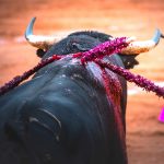Aprueban proyecto de ley para prohibir las corridas de toros1