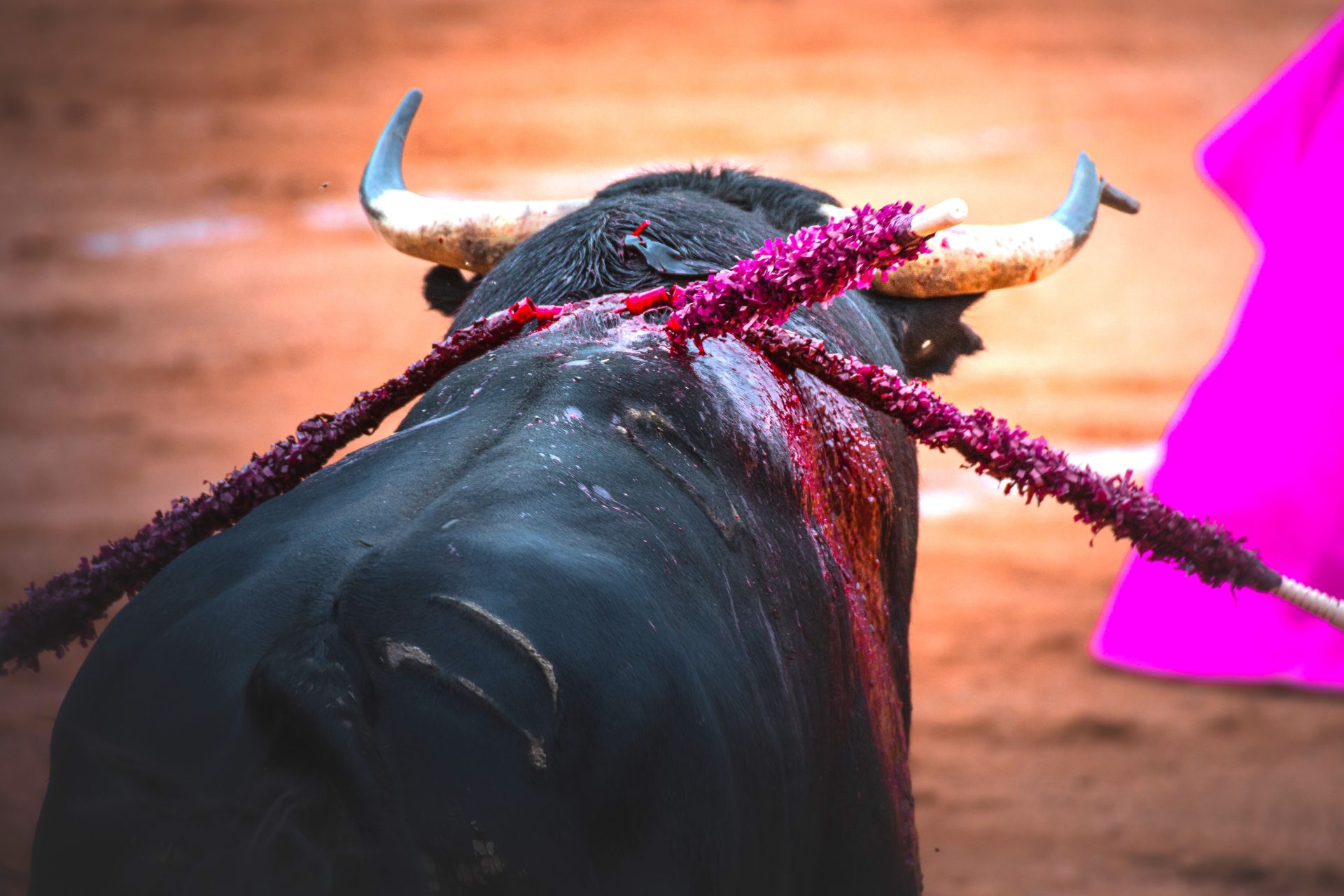 Aprueban proyecto de ley para prohibir las corridas de toros1