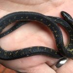 Atractus crassicaudatus