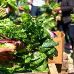FAO pide unir esfuerzos para lograr el acceso a dietas saludables en America Latina y el Caribe1