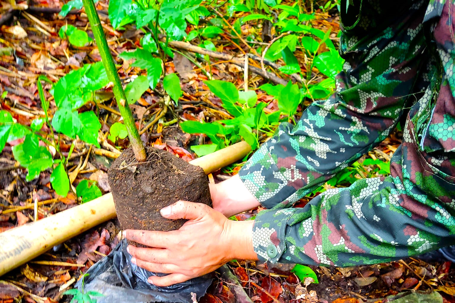 Jornada de reforestacion en Apulo fortalece la prevencion de riesgos ambientales2