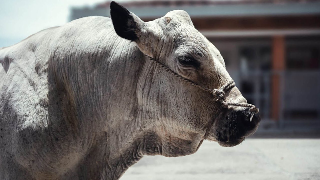 Toro reproductor de la UNAL sera trasladado a un santuario