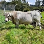 Toro reproductor de la UNAL sera trasladado a un santuario2