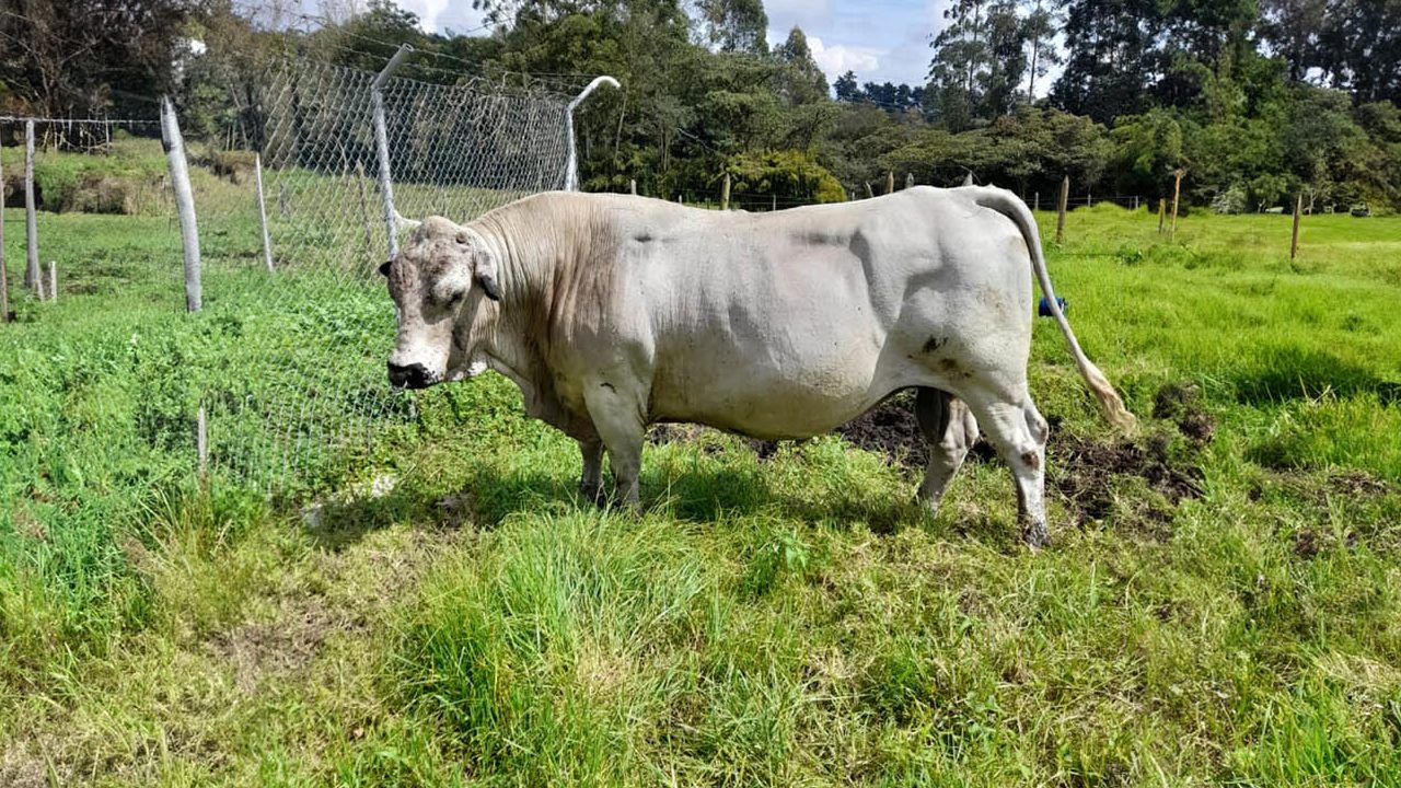 Toro reproductor de la UNAL sera trasladado a un santuario2