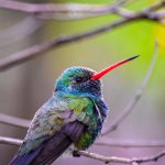 a hummingbird perched on a tree 2023 11 27 05 09 00 utc