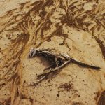 an animal skeleton on a sandy beach 2023 11 27 05 21 39 utc