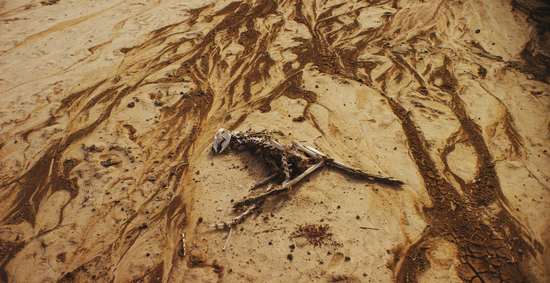 an animal skeleton on a sandy beach 2023 11 27 05 21 39 utc