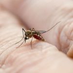 close up mosquito sucking blood from human skin 2023 11 27 05 12 30 utc 1