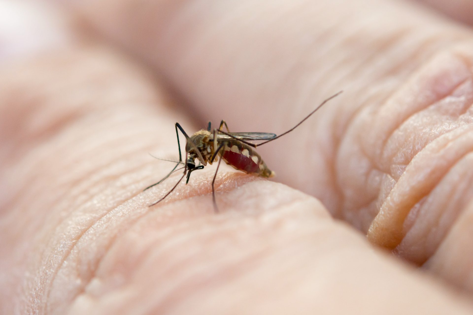 close up mosquito sucking blood from human skin 2023 11 27 05 12 30 utc 1
