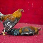 cockfight in ecuador popular sport and tradition 2023 11 27 05 09 20 utc