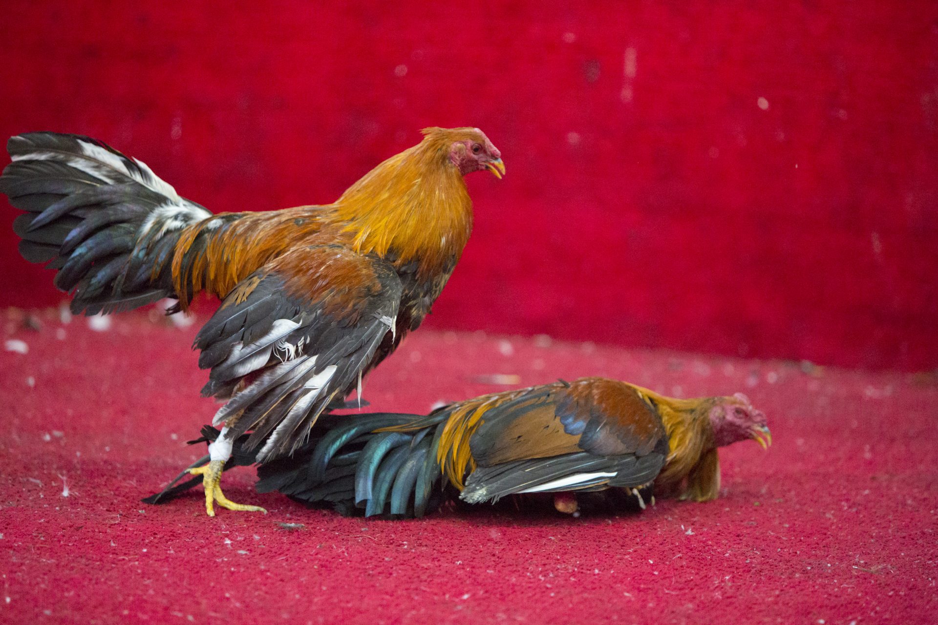 cockfight in ecuador popular sport and tradition 2023 11 27 05 09 20 utc