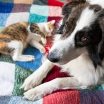 cute little dog and cat in bed 2024 02 22 13 05 13 utc