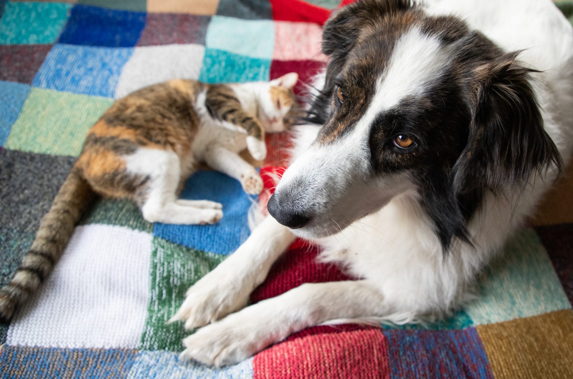 cute little dog and cat in bed 2024 02 22 13 05 13 utc