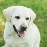 dog on grass outdoors 2023 11 27 05 23 13 utc