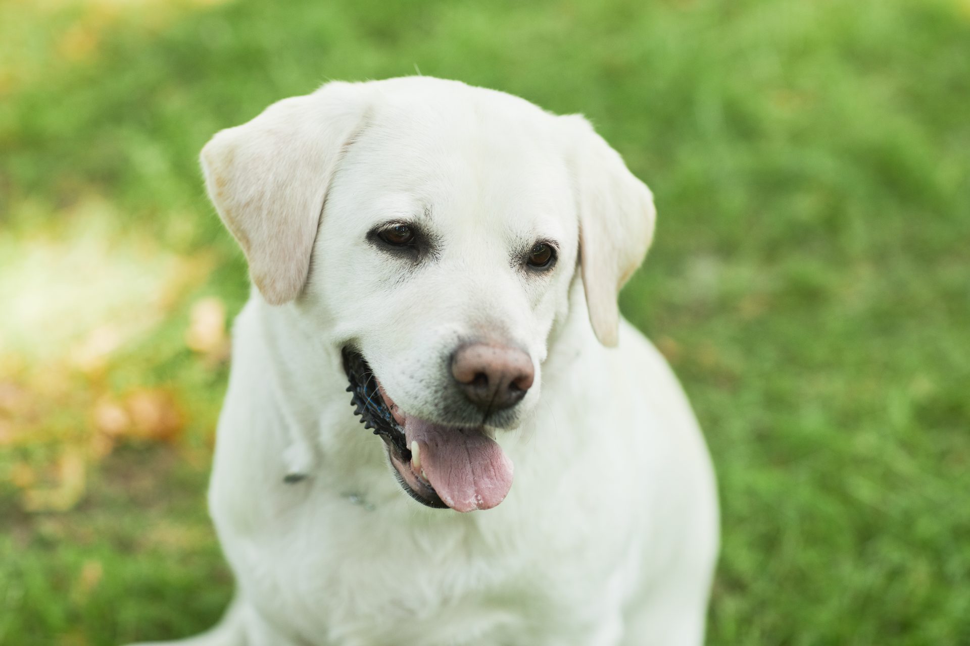 dog on grass outdoors 2023 11 27 05 23 13 utc