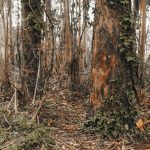 invasive eucalyptus trees on spanish forests 2023 11 27 05 17 42 utc