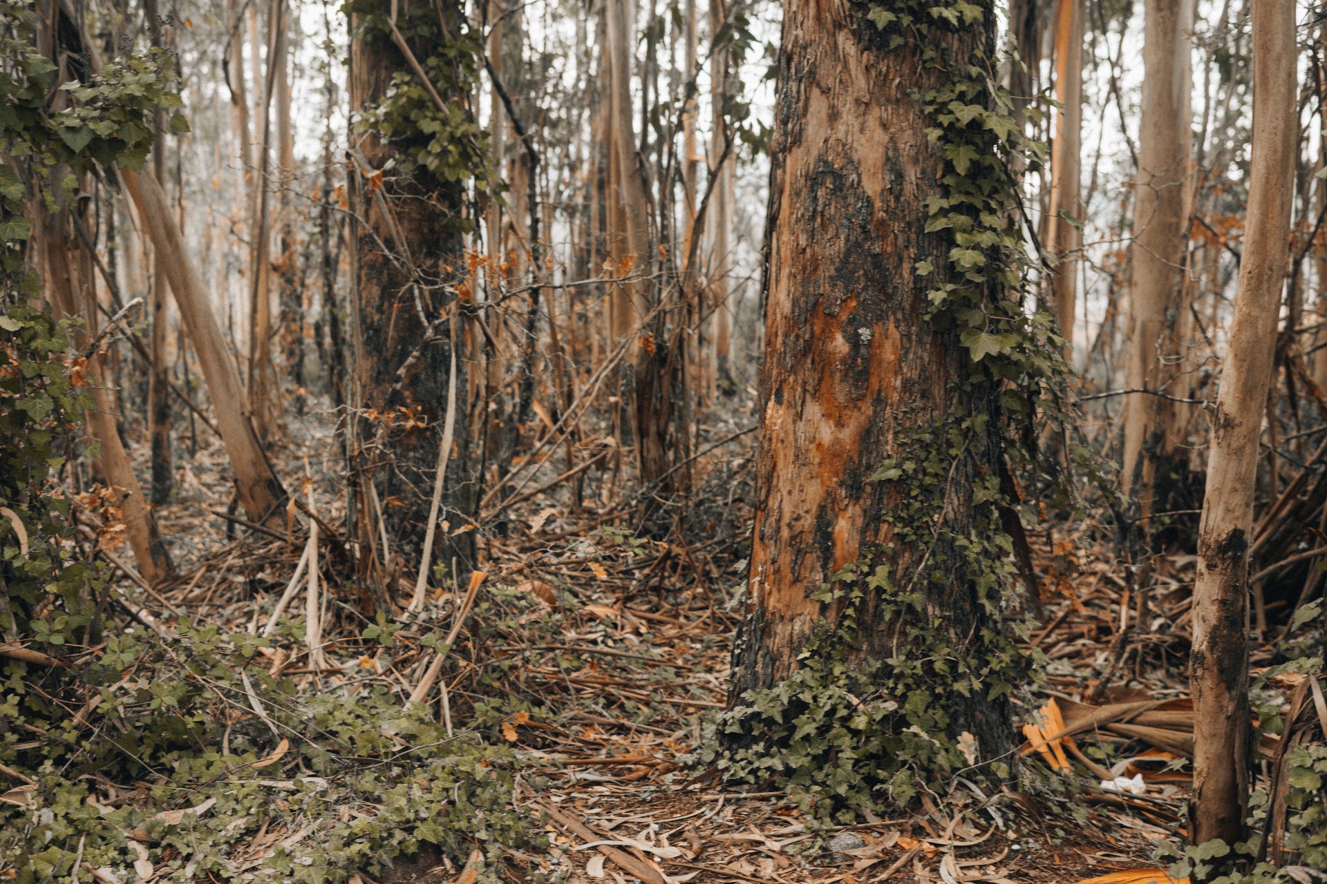 invasive eucalyptus trees on spanish forests 2023 11 27 05 17 42 utc