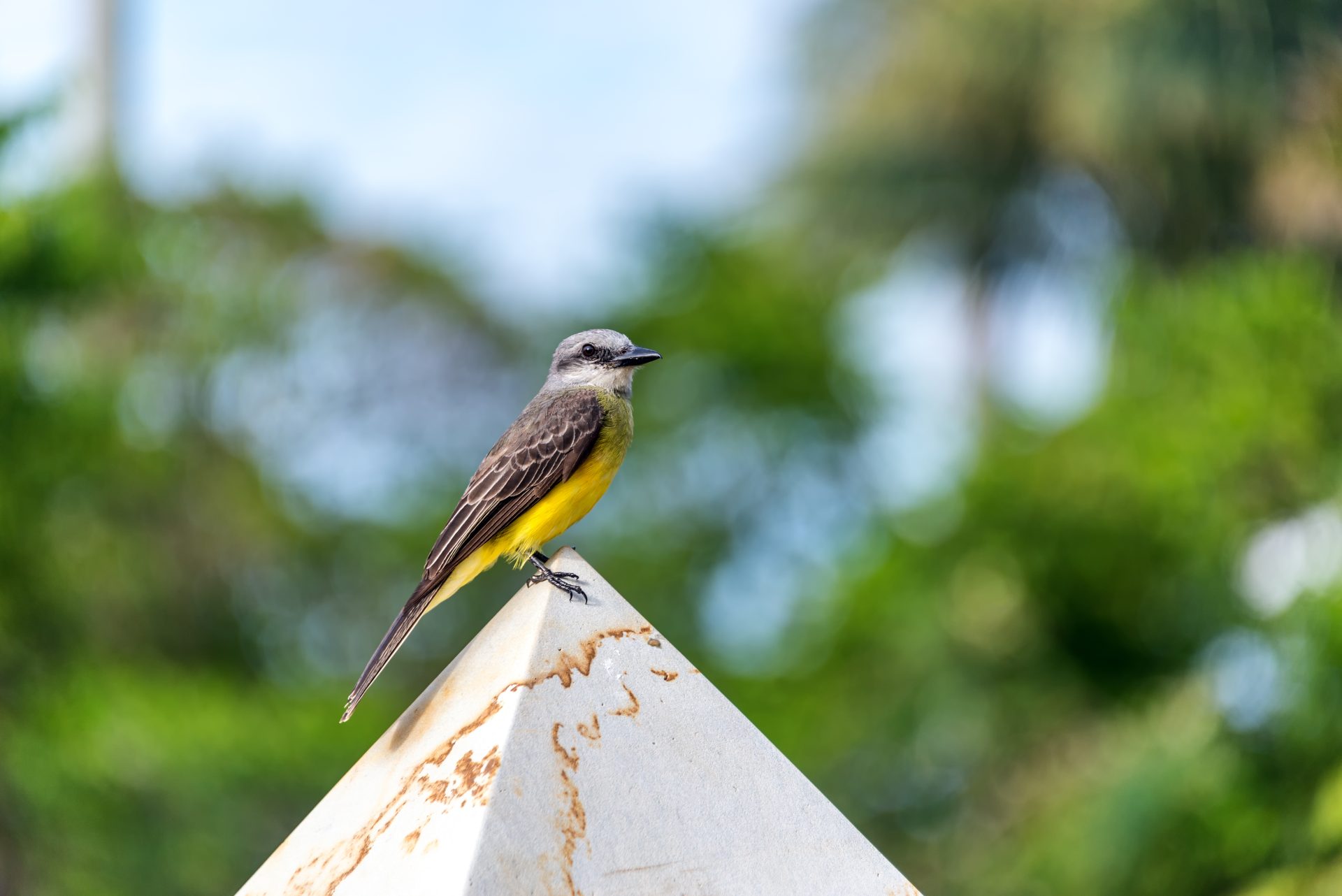 tropical kingbird in colombia 2023 11 27 05 24 57 utc
