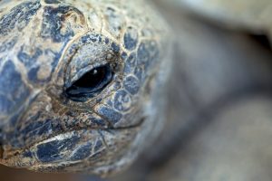 turtle 2023 11 27 05 12 26 utc