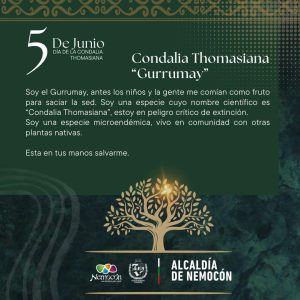 Alcaldia de Nemocon