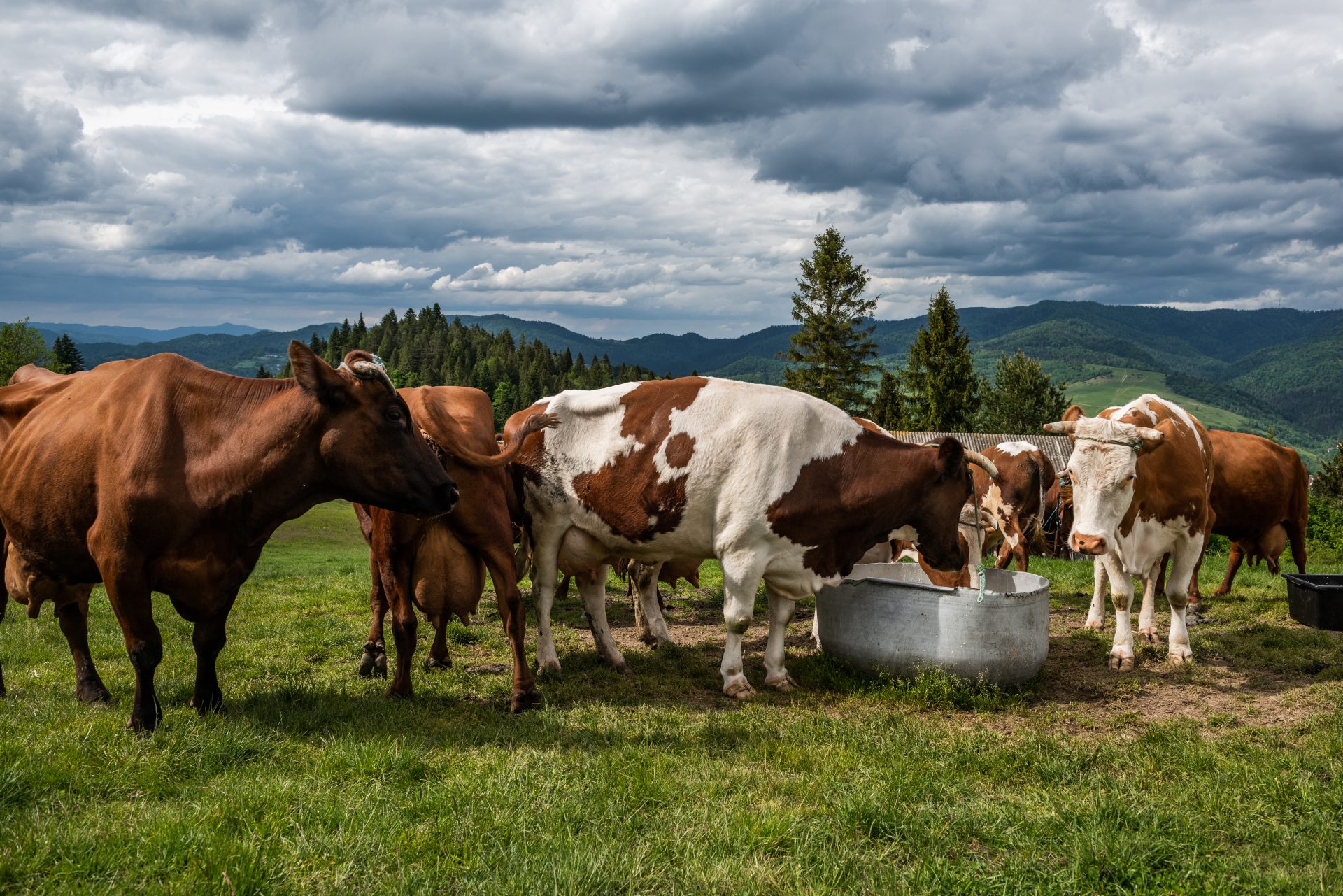 Analac responsabiliza a Alpina y Alqueria por la crisis de los productores de leche2