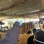 Fiscalia judicializa a presuntos responsables de matadero clandestino en Combita Boyaca2