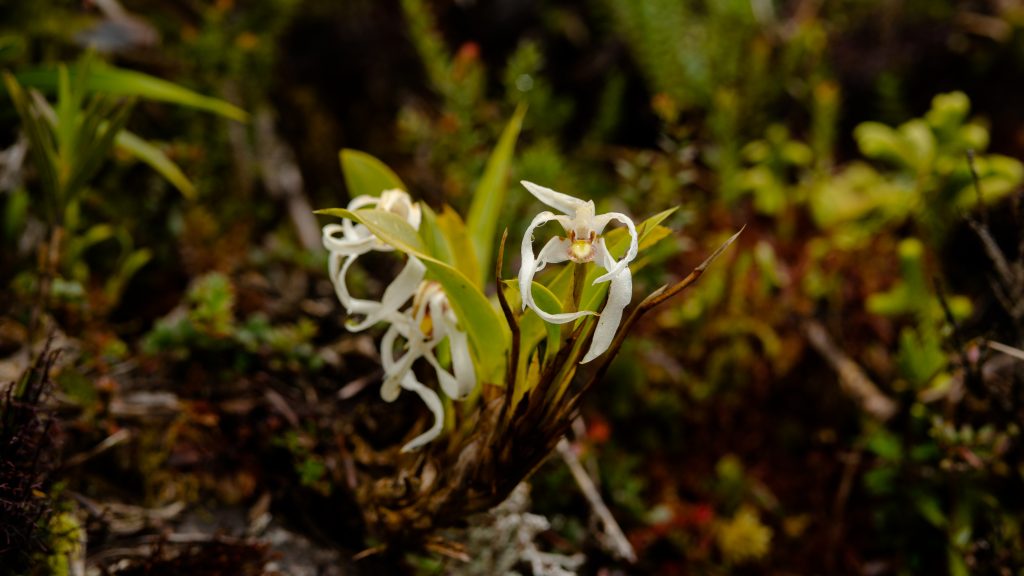 Nueva Orquidea