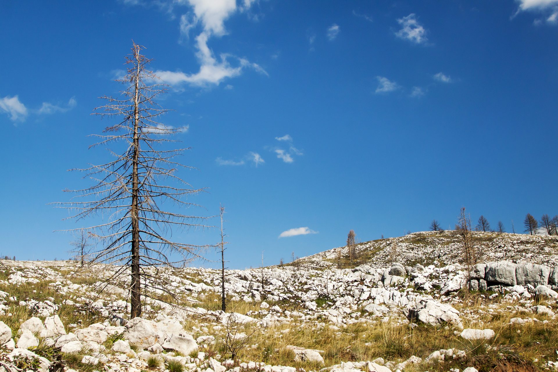 dry trees on erosion soil climate change global 2023 11 27 05 08 20 utc