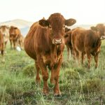 group of cows grass or farming landscape in count 2023 11 27 05 33 01 utc