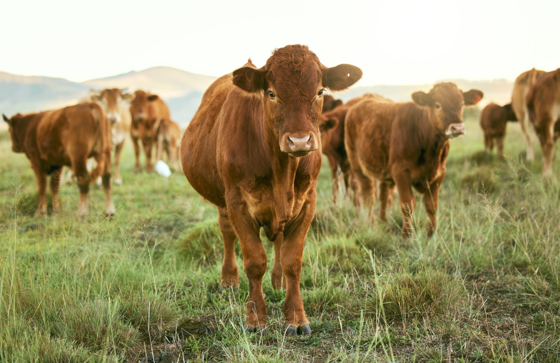 group of cows grass or farming landscape in count 2023 11 27 05 33 01 utc