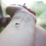 mosquito bites hand 2023 11 27 04 53 32 utc
