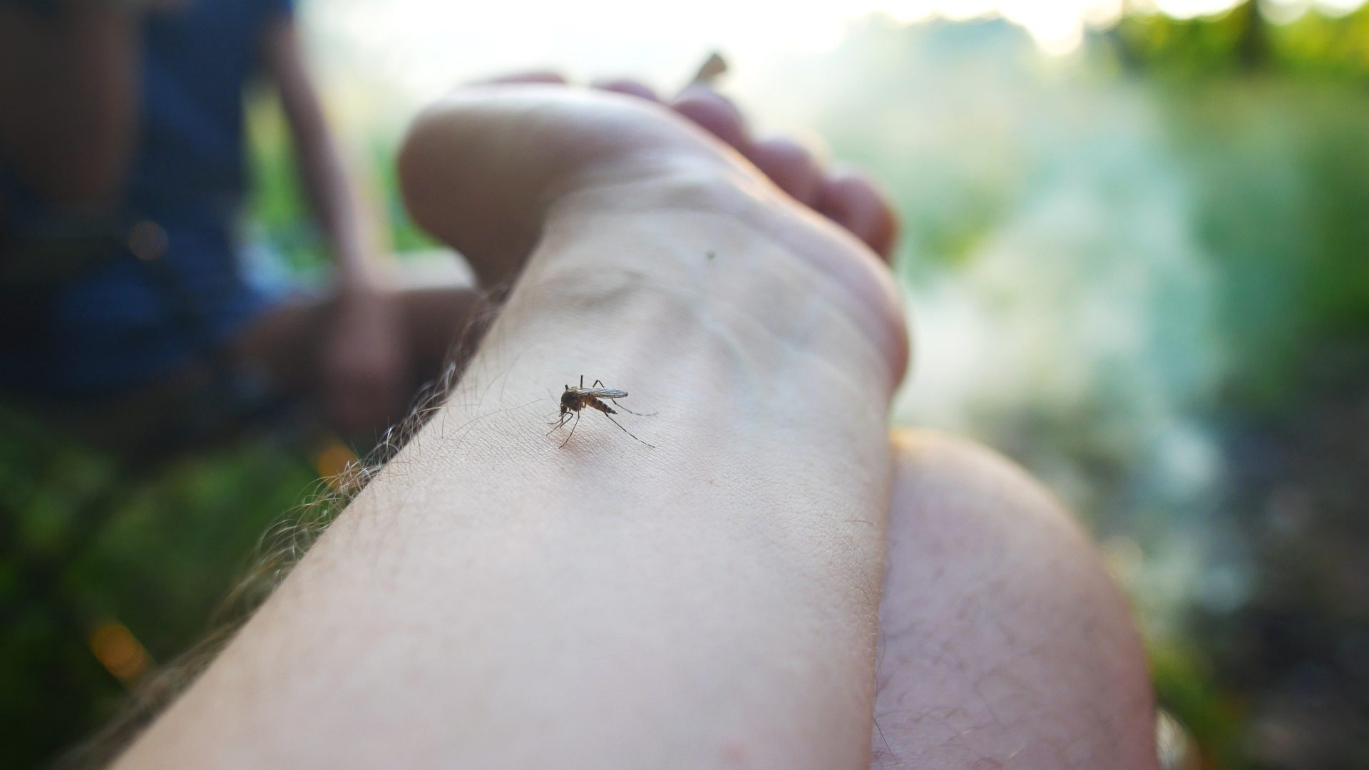 mosquito bites hand 2023 11 27 04 53 32 utc
