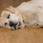 swollen from allergies old sick fawn labrador retr 2023 11 27 05 28 25 utc