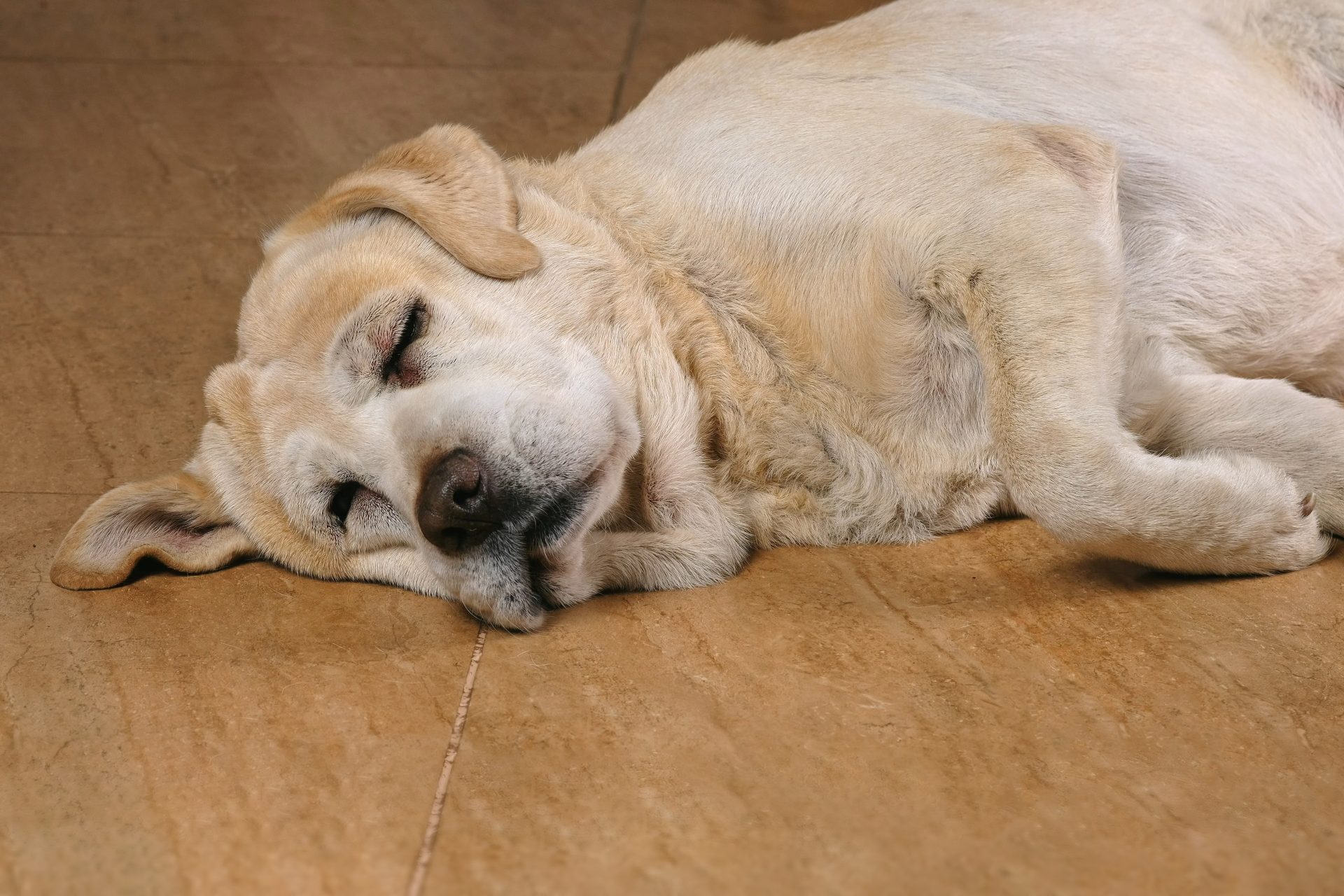 swollen from allergies old sick fawn labrador retr 2023 11 27 05 28 25 utc