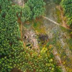 aerial view green forest deforestation area landsc 2023 11 27 04 48 58 utc