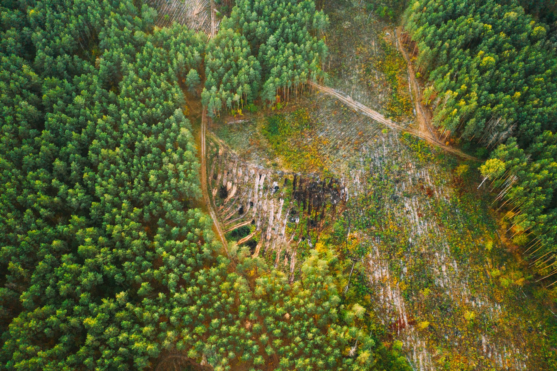 aerial view green forest deforestation area landsc 2023 11 27 04 48 58 utc