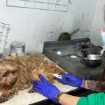 animalesbog 03 07 2024 0002
