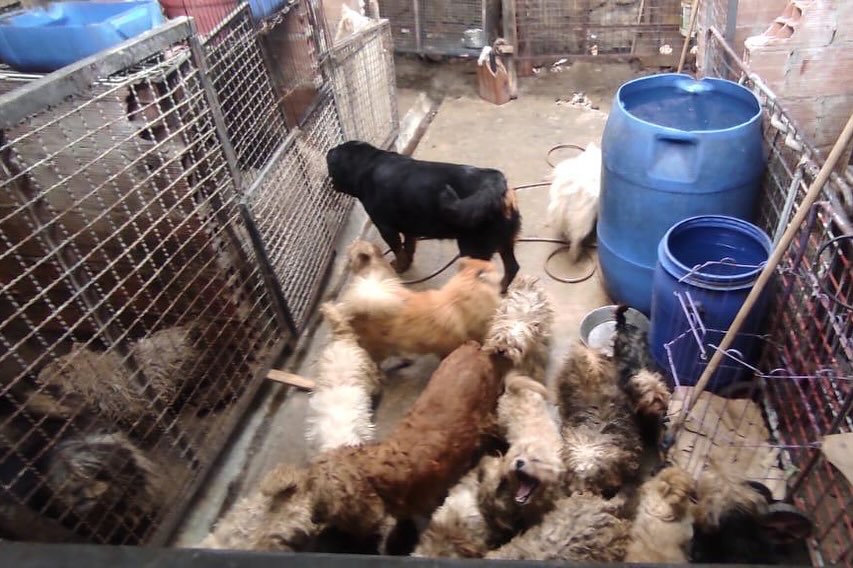 animalesbog 03 07 2024 0004