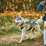 canicross exercises siberian husky dog running wi 2023 11 27 05 02 43 utc