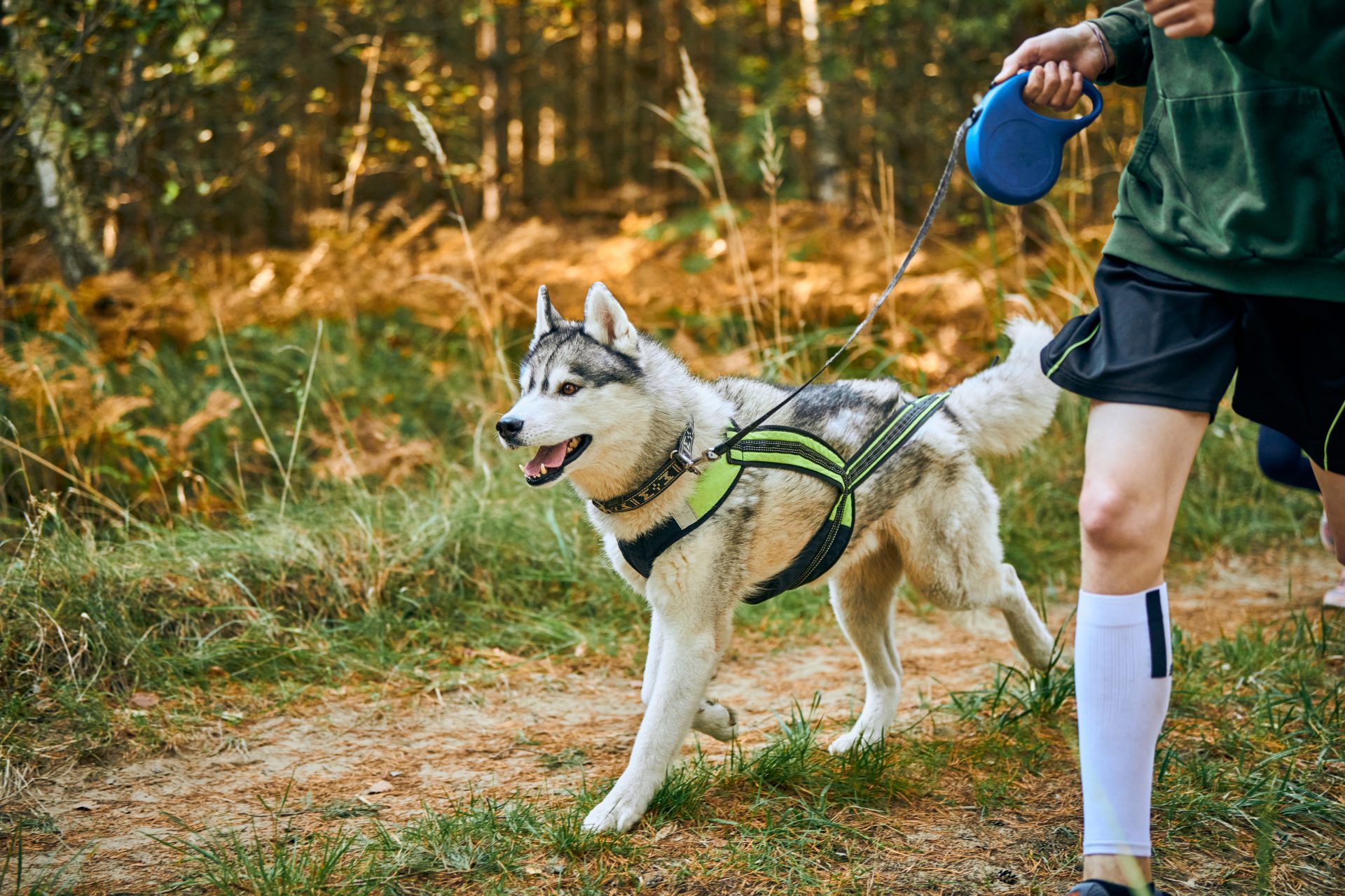 canicross exercises siberian husky dog running wi 2023 11 27 05 02 43 utc
