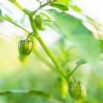 cape gooseberry on growth green tree in park 2023 11 27 05 10 41 utc