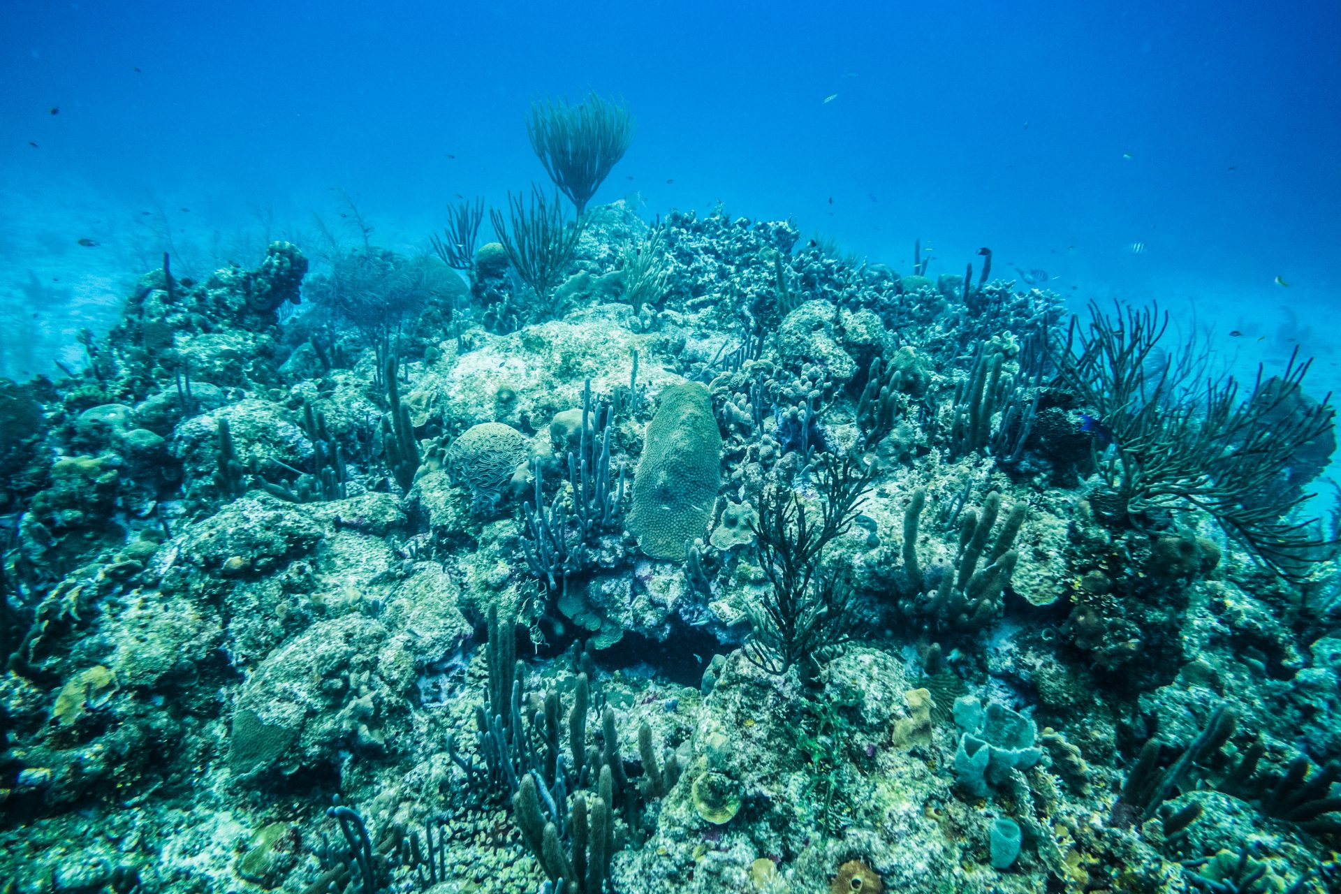 coral reef in san andres island 2023 11 27 04 48 59 utc