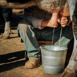 farmer milking cows 2023 11 27 04 51 12 utc